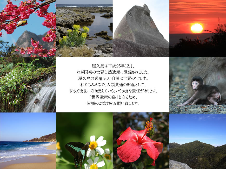 屋久島は平成25年12月、
わが国初の世界自然遺産に登録されました。
屋久島の素晴らしい自然は世界の宝です。
私たちみんなで、人類共通の財産として、
末永く後世に守り伝えていくという大きな責任があります。
「世界遺産の島」を守るため、
皆様のご協力をお願い致します。