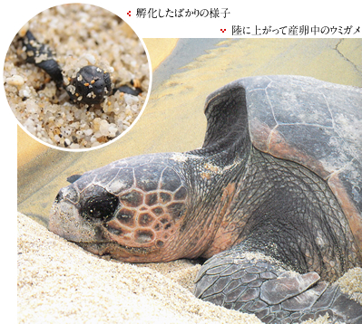 ウミガメ