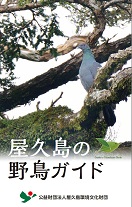 屋久島の野鳥ガイド 