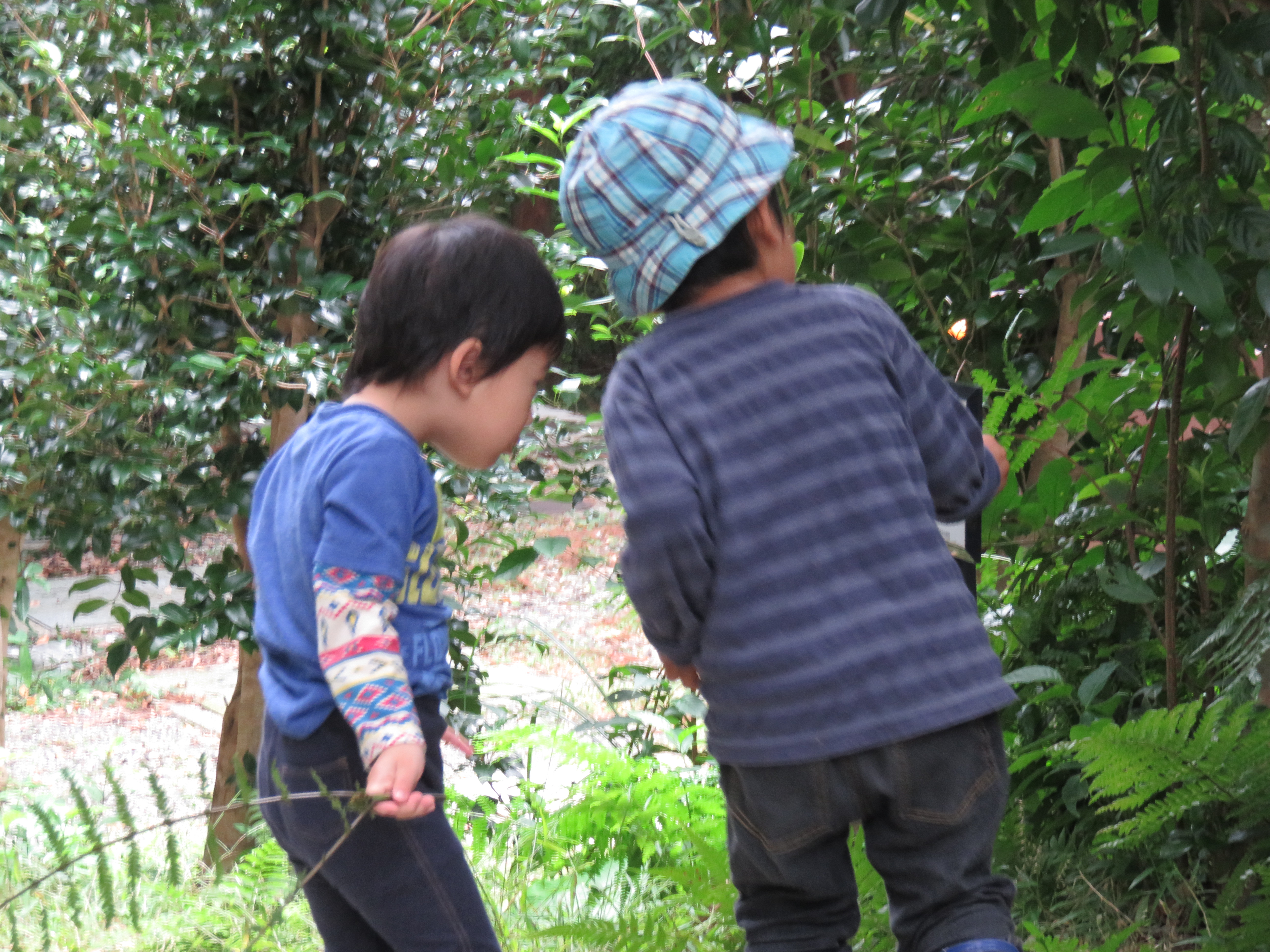 屋久島こども森の遊び場 〜秋の森deおさんぽの会〜