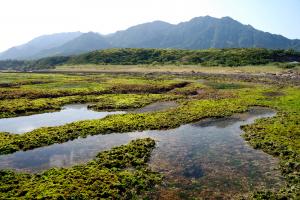 春田浜サンゴ礁（C）日下田紀三