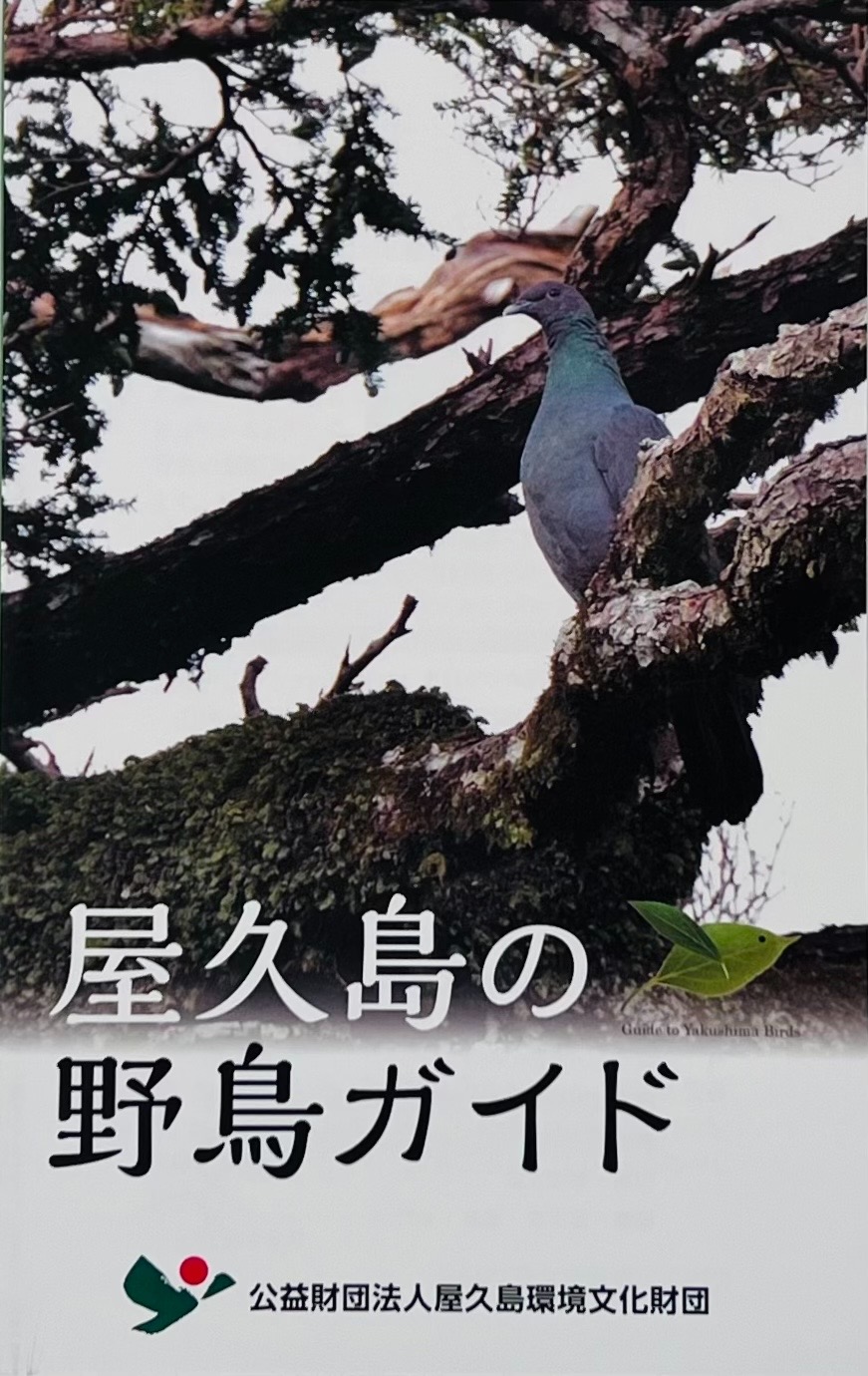 屋久島の野鳥ガイド 